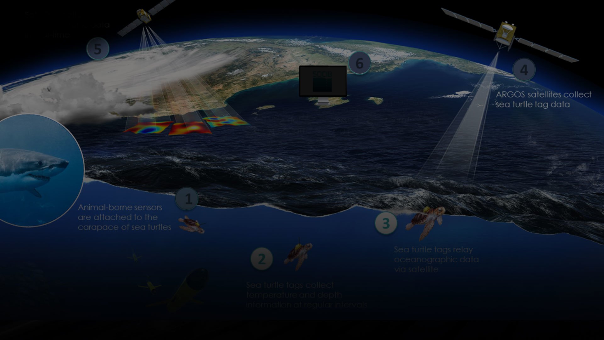 Monitoring pohybu živočichů v oceánech pro OCEARCH