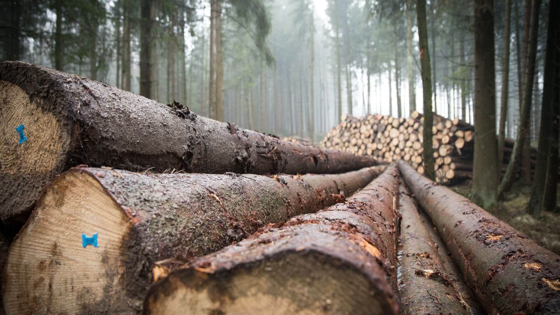 Volně ležící dřevo v lese před krádeží chríní IoT