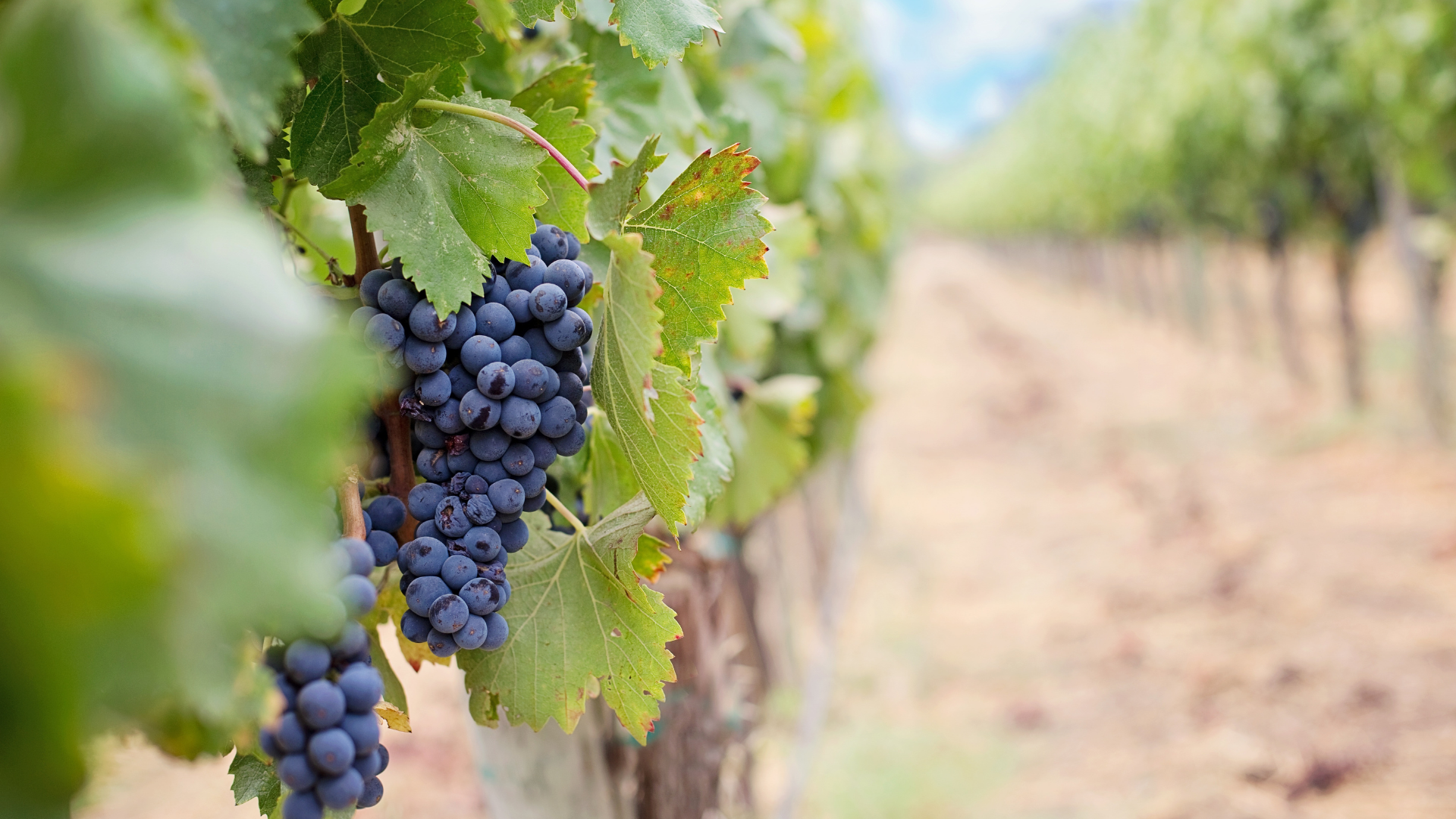 IoT zefektivní výrobu vína a ochrání úrodu