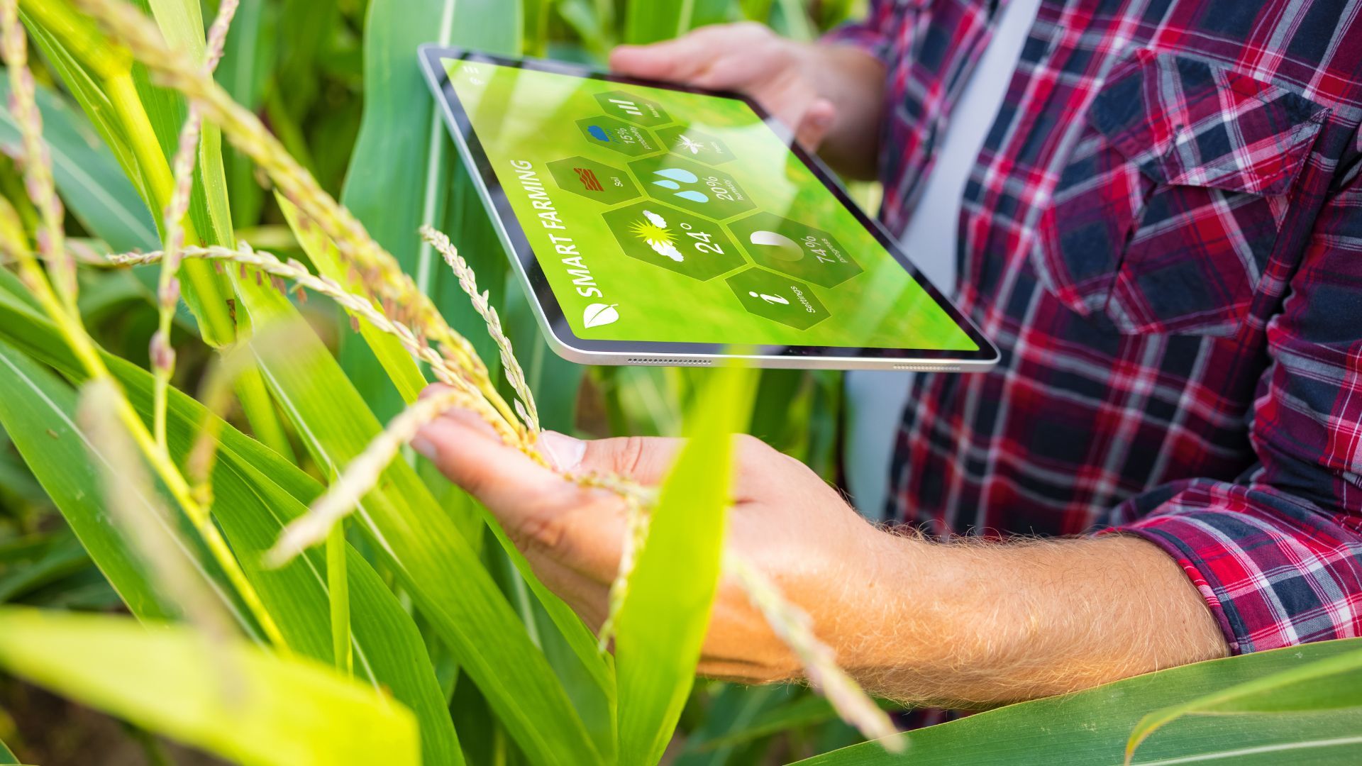 IoT a jeho využití v zemědělství