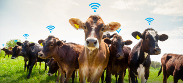 Sledováni hospodářských zvířat pomocí IoT a GPS